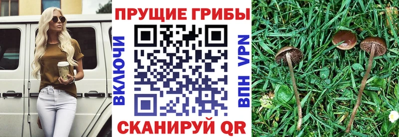 Галлюциногенные грибы GOLDEN TEACHER дарнет шоп Луховицы